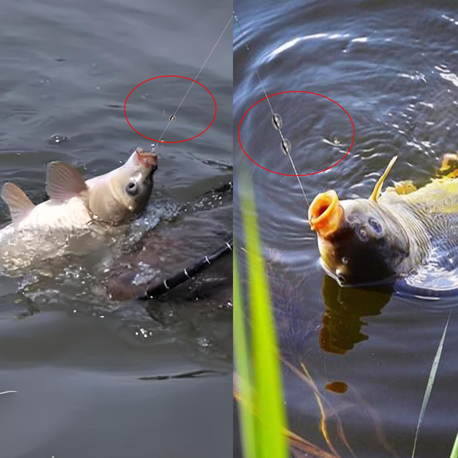 100 plomos de peso de 6 tamaños, pesas de plomo redondas divididas, plomos de pesca extraíbles