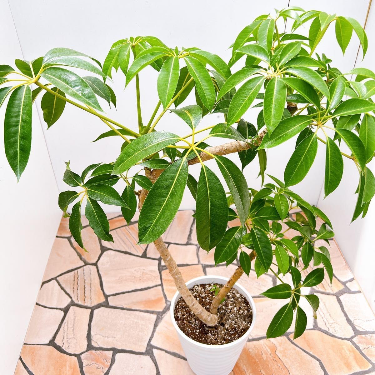 現品　ツピタンサス　2　曲がり　シェフレラ　インテリア　観葉植物　ドライガーデン 現品 ツピタンサス 2 曲がり シェフレラ インテリア 観葉植物 ドライ