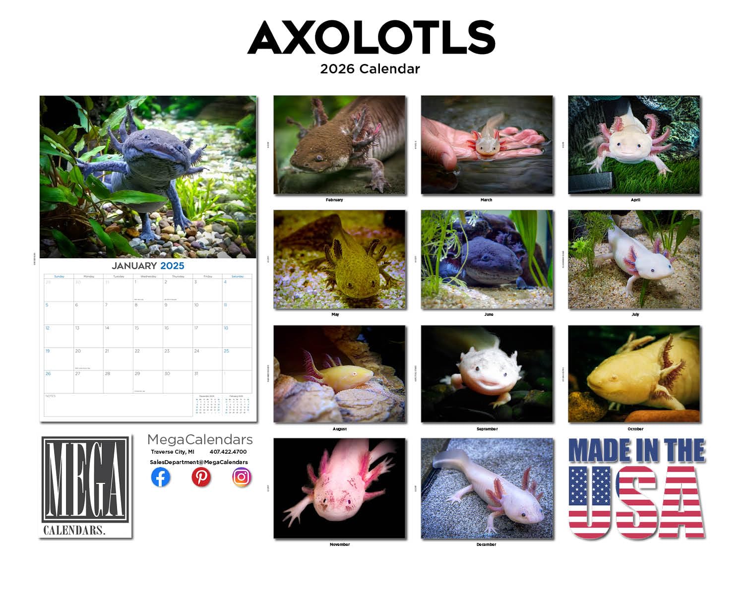Axolotls Calendario 2024 e 2025, calendario mensile da parete, 30,5 x 45,7 cm, aperto, carta spessa senza sbavature, idea regalo, calendario per insegnanti accademici, organizzazione e pianificazione