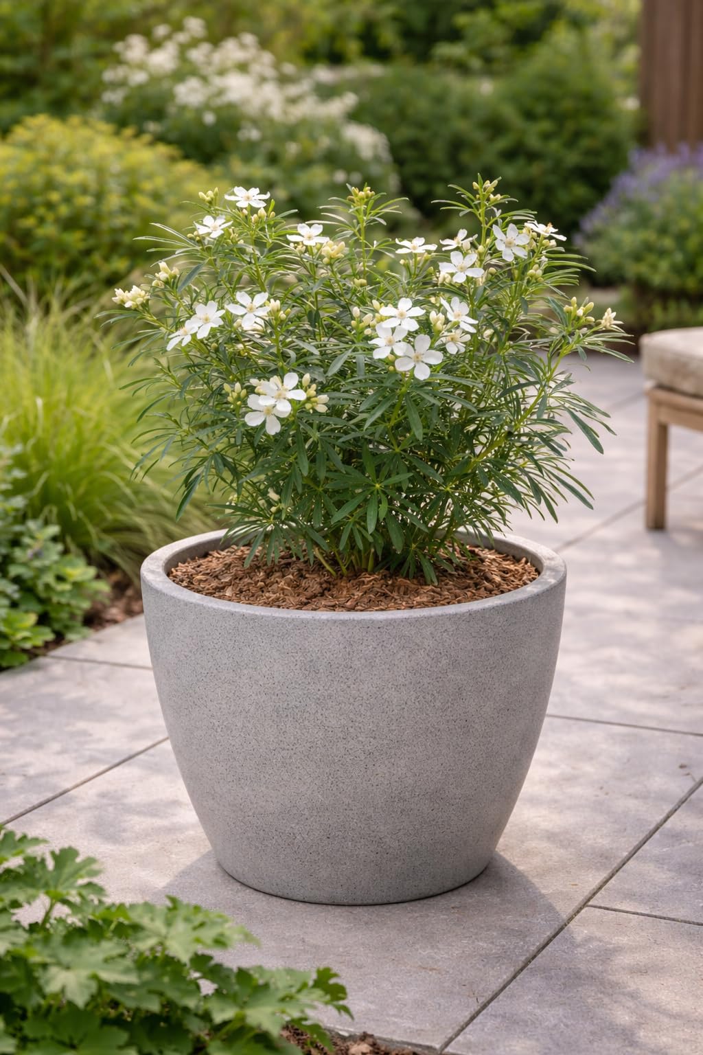 Choisya ternata White Dazzler 30-40 cm – Orange Blossom – Small