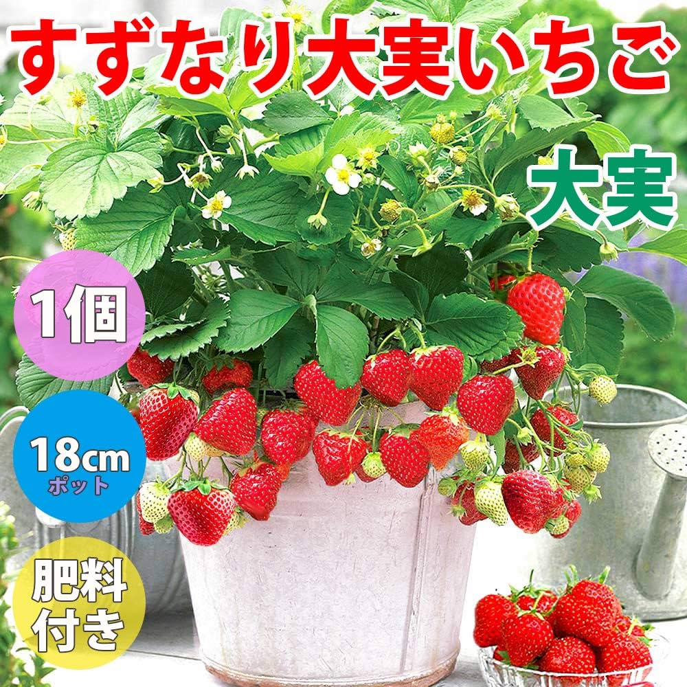 いちご苗ビックハニー3寸70個セット 専用出品！ いちご苗ビックハニー