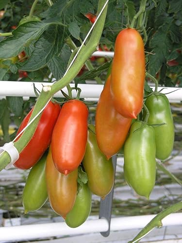 Precio de introducción Semillas de tomate de carne de res para plantar Semillas de jardín sin OMG para plantar Semillas de verduras en casa jardín