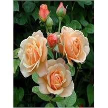 Serada Decor & Plant Yediveren Kokulu Kavuni i Rengi Saks l  A l  G l, 40-60 cm, 2 Adet
