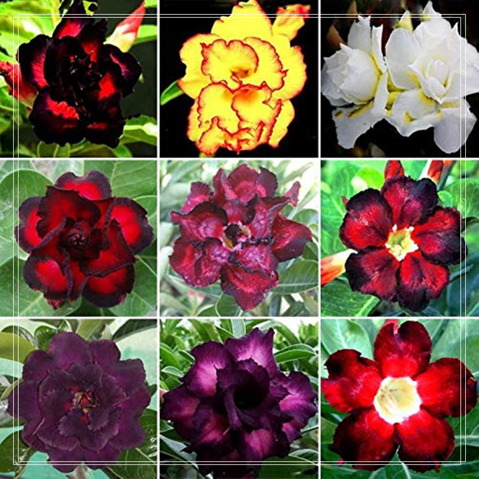 Desert Rose Bulbs, Golden Beautiful, Desert Rose Plant Bulbs, Adenium obesum Plant, Mix Wedding Flowers, 1Bulbs-B