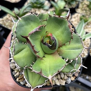 Amazon.co.jp: アガベ チタノタ バトルアクス 'Battleaxe