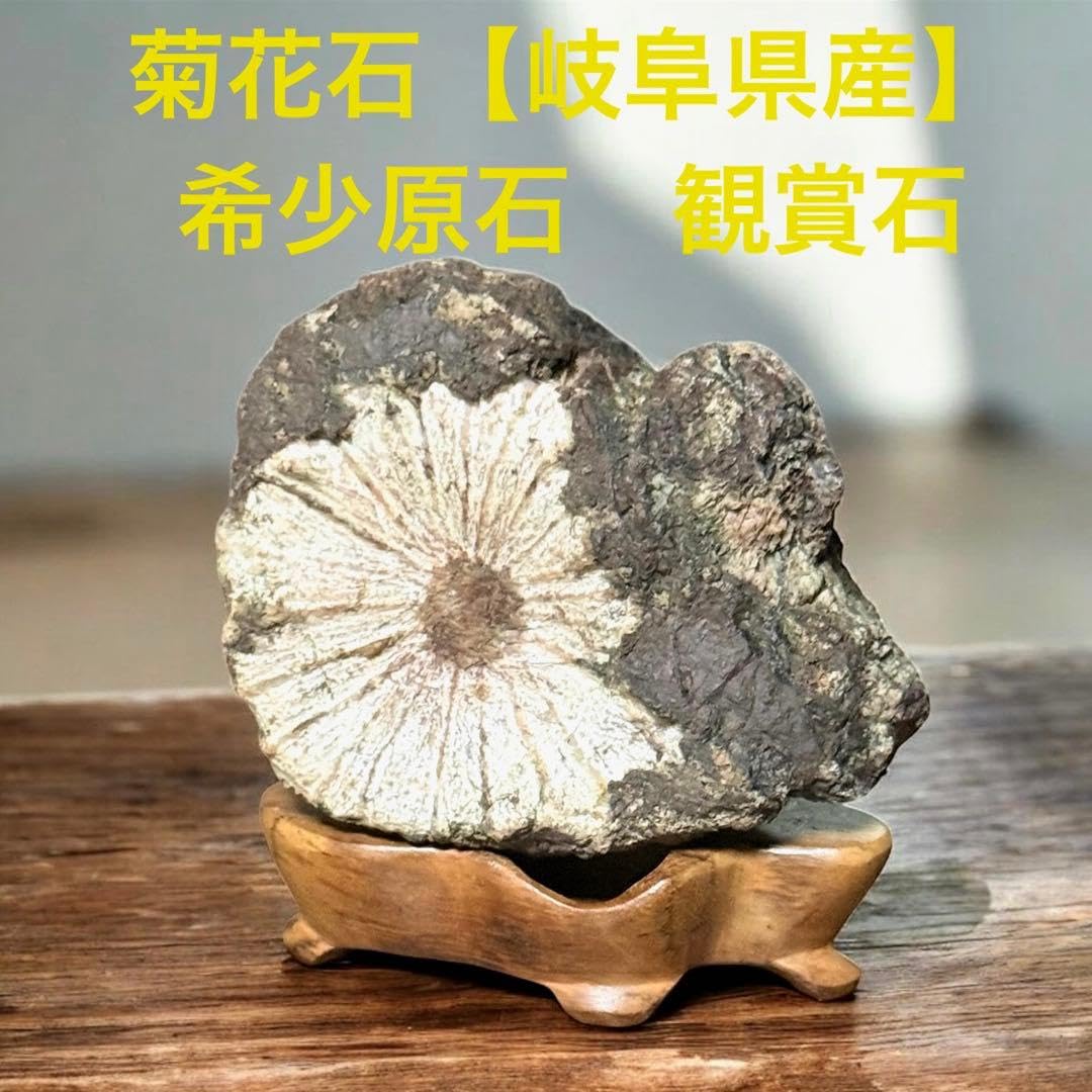 Amazon.co.jp: 菊花石 希少原石 観賞石 岐阜県産 : おもちゃ