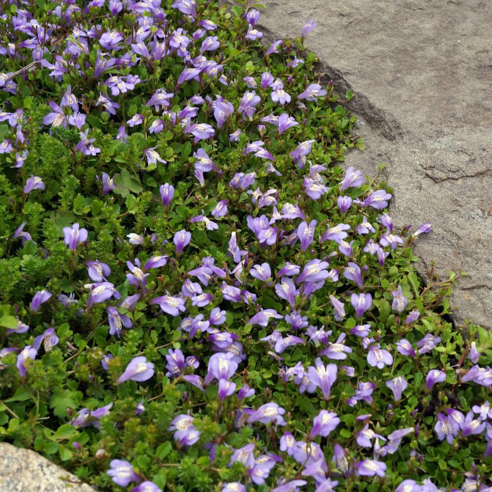 Mazus Reptans Hardy Evergreen Groundcover Lilac Blue Flowers Dense Carpet Rockeries Borders Pond Edges 1x 9cm pots by Thompson and Morgan
