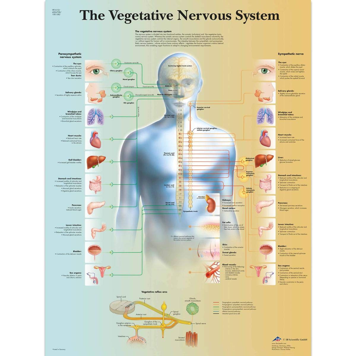 3B Scientific VR1610L Human Anatomy - The Vegetative Nervous System Chart, Laminated Version