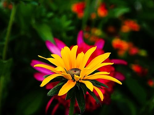 Miniatura 9 de Greenwood Nursery Plantas perennes vivas - Achillea 'Moonshine' Milenrama - Cantidad 1 maceta de pinta - (Haga clic para ver otras plantas