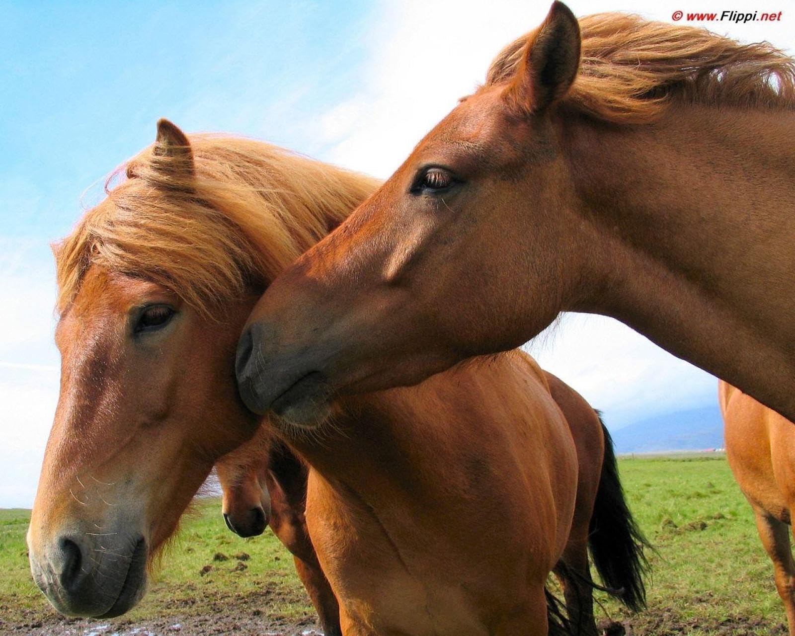 Kinder-Puzzles 2000 Stück Horse Animals70X100CM