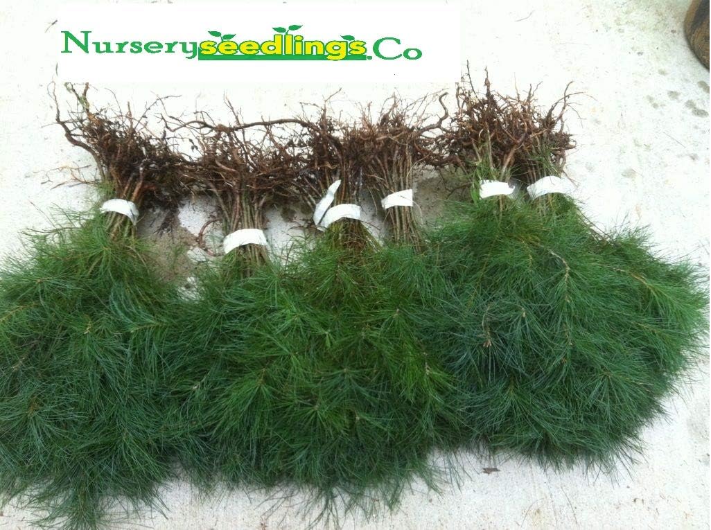 Evergreen Transplant Seedlings 6" to 8" Tall Qty-22