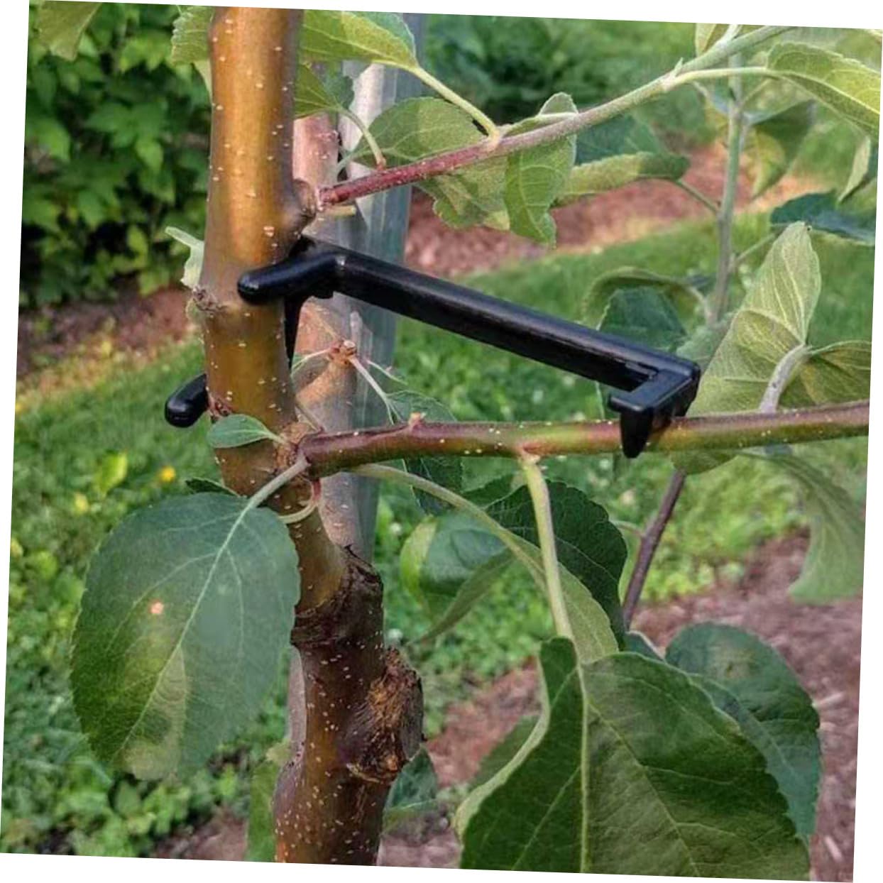 BESTonZON 2 Sätze Pflanzen Clips Teiliges Einstellbare Zweigbinder Für Obstbäume Praktische Gartenhilfe Zur Formung Äste Für Birnbäume Langlebig Und Benutzerfreundlich 25 Stück * 2