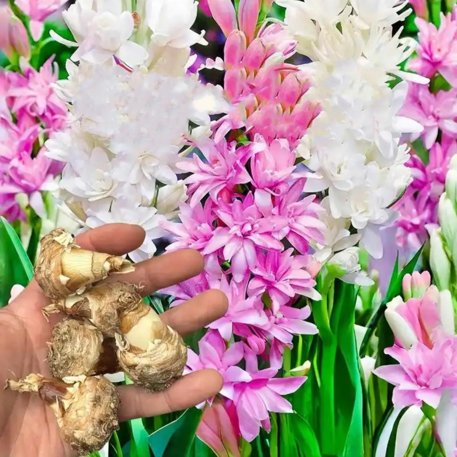 Tuberose Zwiebeln 5 Stück - Duftende Blumen Für Garten & Balkon