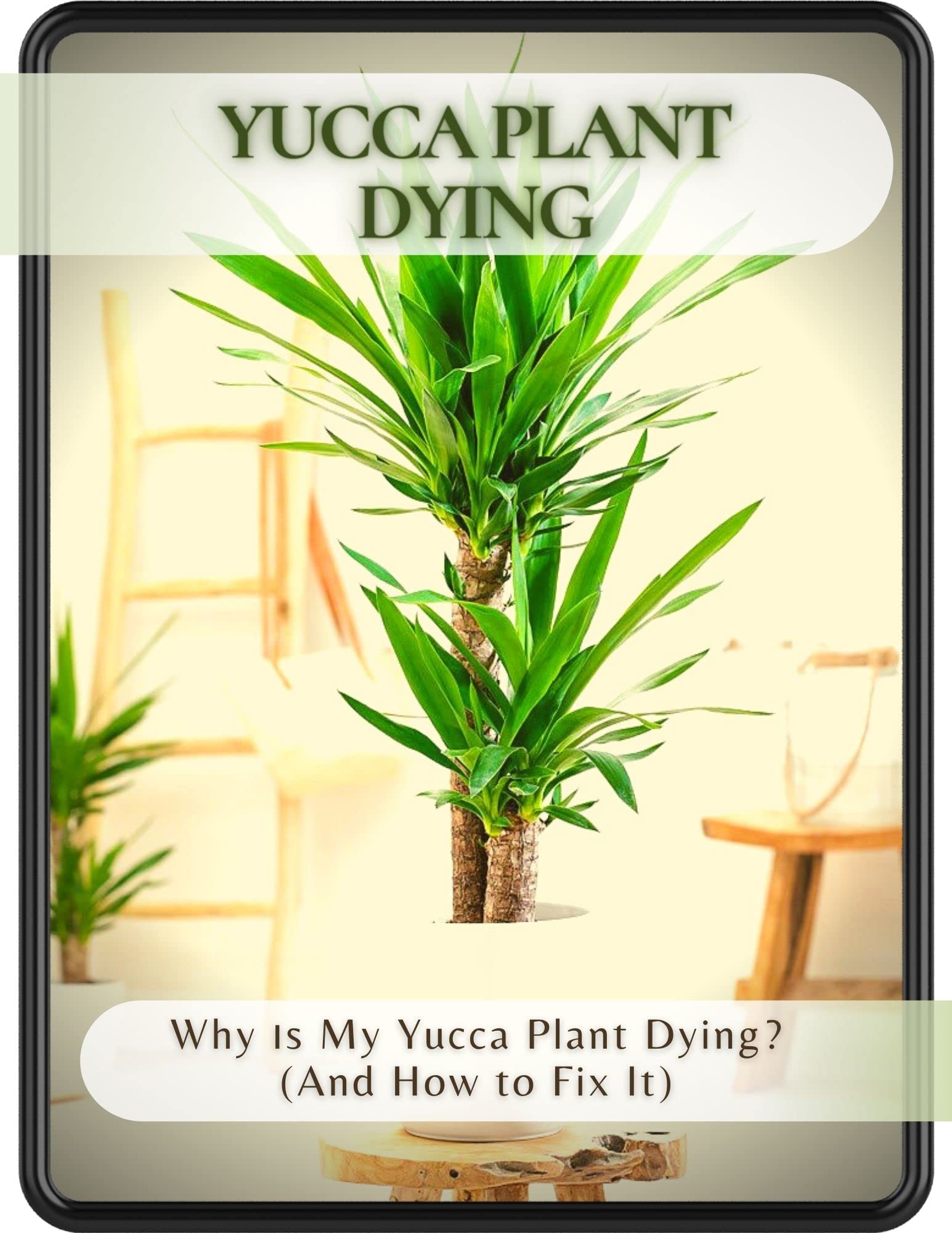 Buy Yucca Dying Why іs My Yucca Dying? (And How to Fix It) Online at