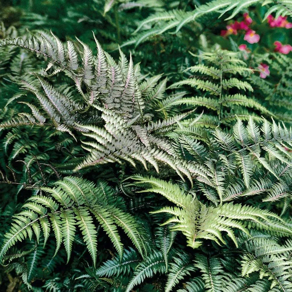 Plant Theory 9cm Pot Athyrium Niponicum Pictum Silver Falls Painted Lady Fern Fern Plant
