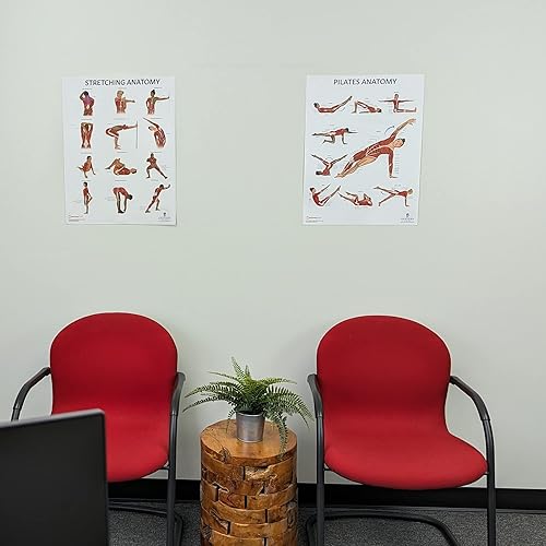 Miniatura 5 de Anatomy Lab Juego de Pósteres de Anatomía de Estiramiento y Pilates - PAQUETE DE 2 LAMINADOS, 17.3 x 22.5 pulgadas, tabla corporal, tabla de pared