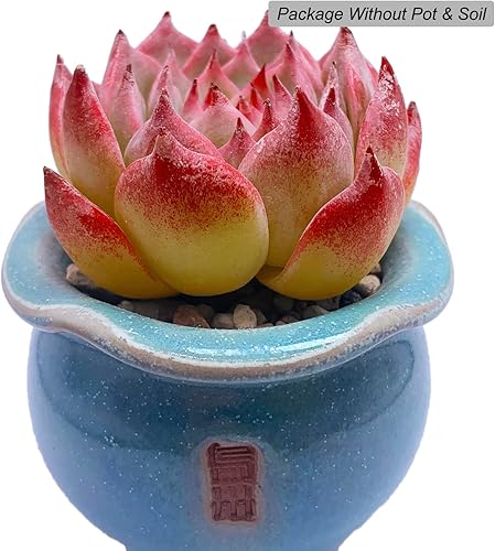 Miniatura 2 de Echeveria cv Momotarou - Plantas suculentas vivas raras, 1 maceta de tamaño de 2.5 pulgadas, planta viva rosa, excluye maceta y tierra, escritorio