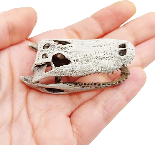 Miniatura 2 de Alligator Replica Skulls for swamp dioramas, miniature dollhouse, jewelry supplies, oddites and curiosities (1:6 Scale, Open Jaw (fixed), Bone)