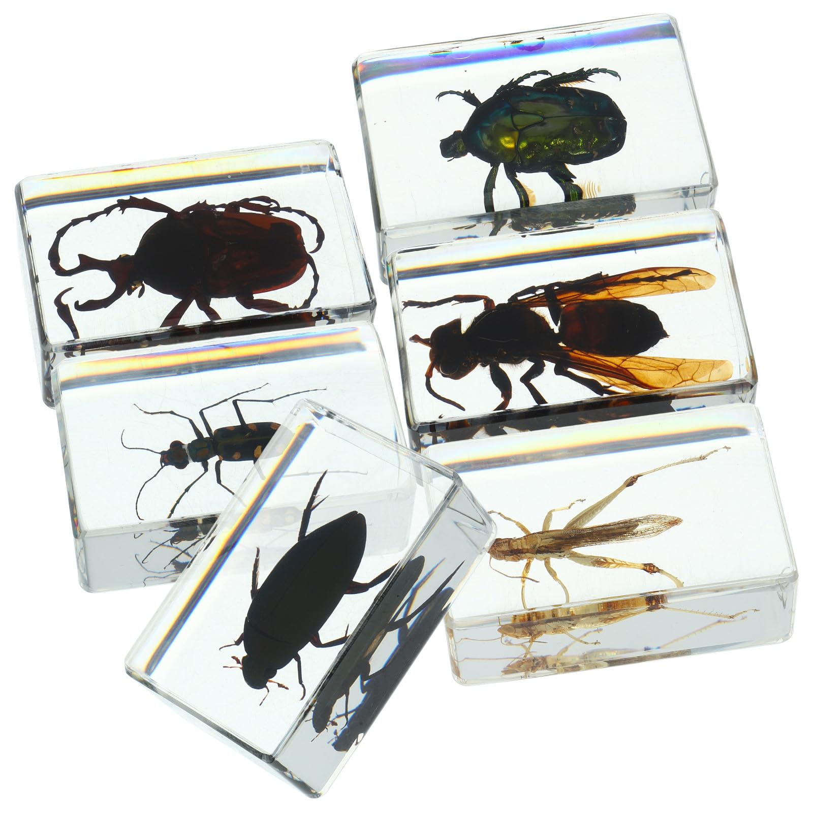 6 Piezas de Insectos de Resina Vista Clara de Estructura Interna, Especímenes Confiables para Colección y Decoración del Hogar
