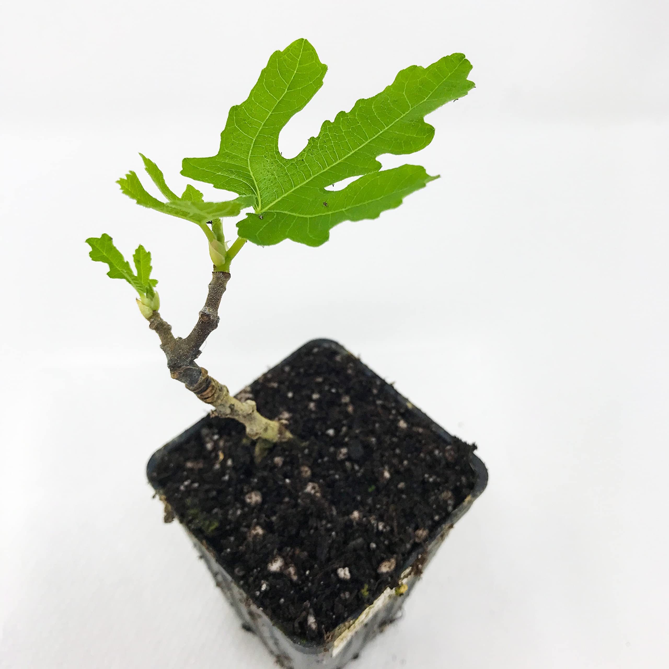 Amazon Com Violette De Bordeaux 無花果樹活植物 白榕 露臺 草皮與花園