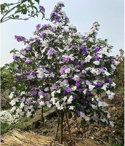Miniatura 6 de Ayer hoy y mañana Planta viva, de 5 a 7 plántulas altas, bien enraizadas, planta de arbustos de flores, planta Brunfelsia Plantas iniciales vivas