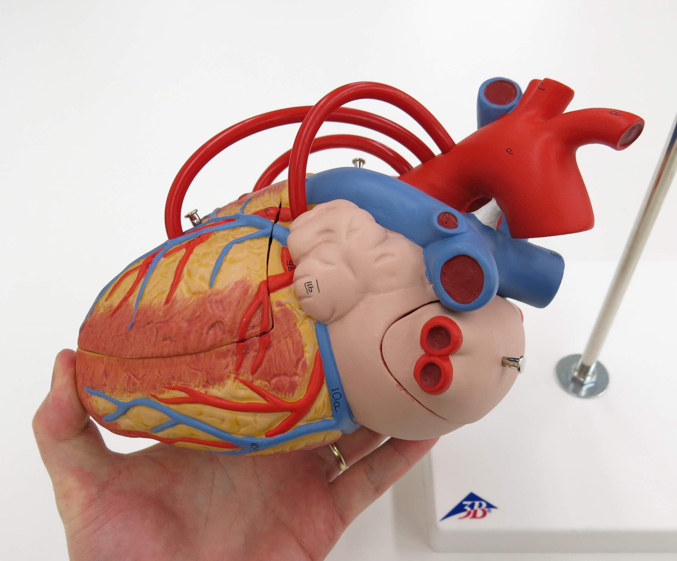 3B Scientific G06 Modello di Anatomia Umana Cuore con Bypass, Ingrandito 2 Volte, in 4 Parti + software gratuito di anatomia - 3B Smart Anatomy