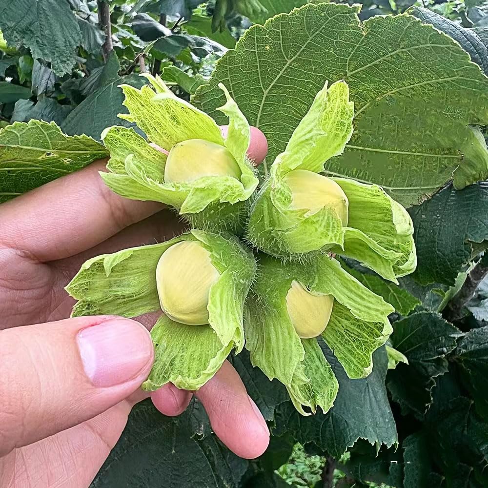 5 Semi Di Nocciolo Comune (Corylus Avellana) - Coltiva Nocciole Italiane In Vaso O Giardino - Foto 4