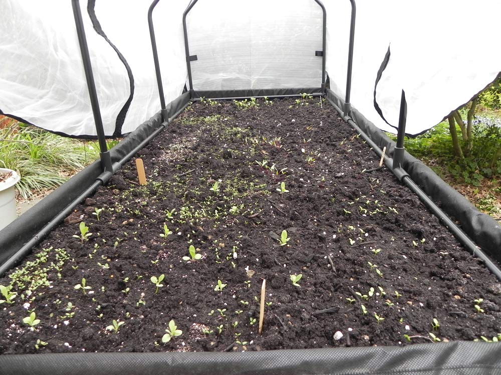 VegTrug Medium Green House Frame and PE Cover for Home Garden Planter - White Natural 2