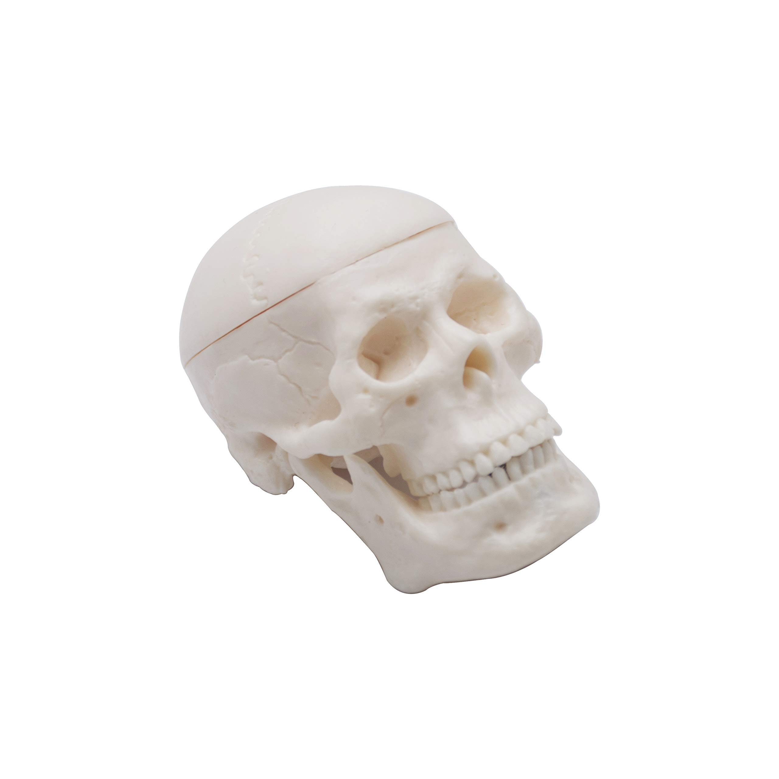 Labzio - Micro skull model, 1/4 th natural size, 3 part anatomical learning skeleton head for students- easy to carry, (Micro skull model) (B085NMGX16) Amazon Price History, Amazon Price Tracker
