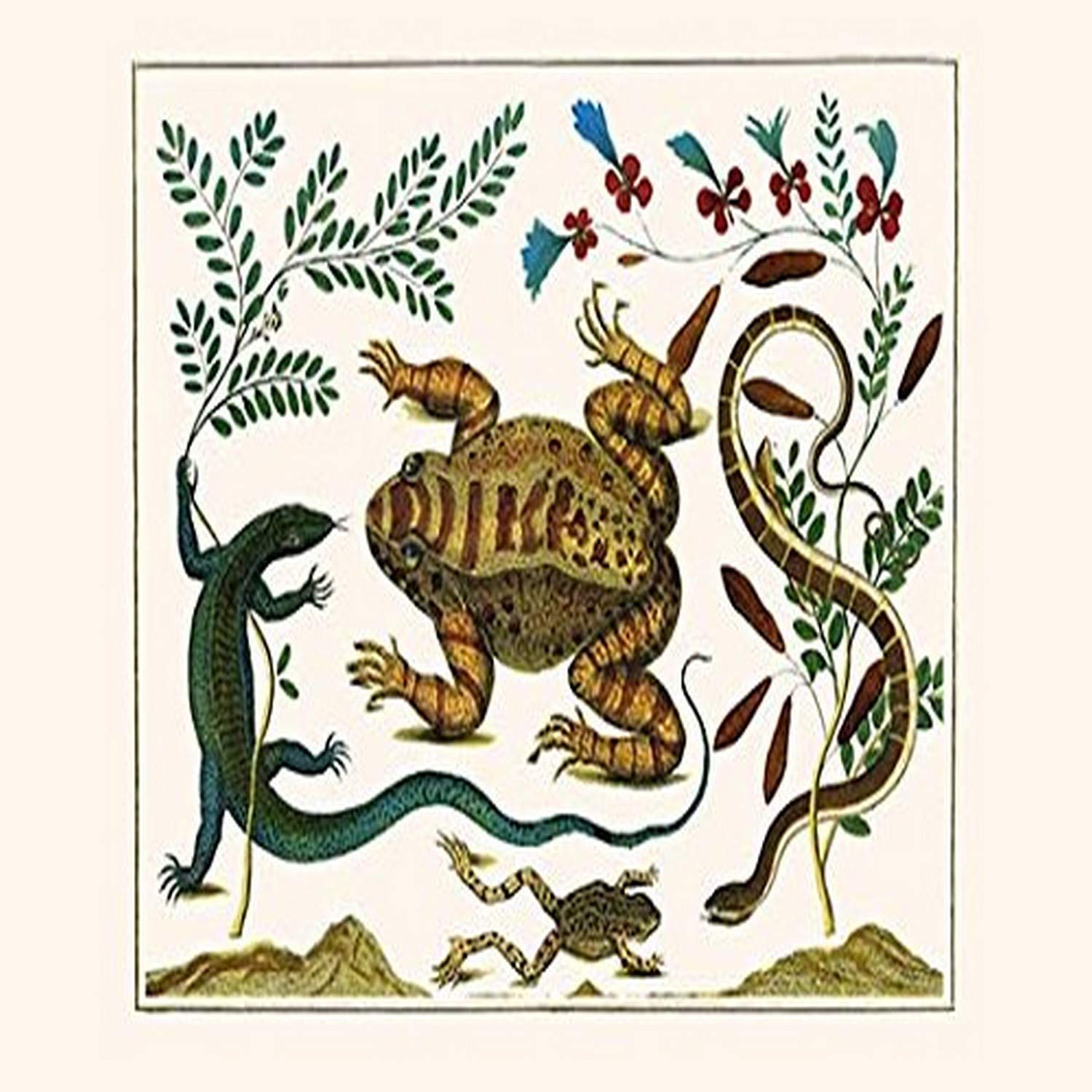 0-587-29695-x-C1218 Toad, Lizard, Serpentes, Leopard Frog, Capers Gallery Wrapped Canvas Print, 12" by 18"