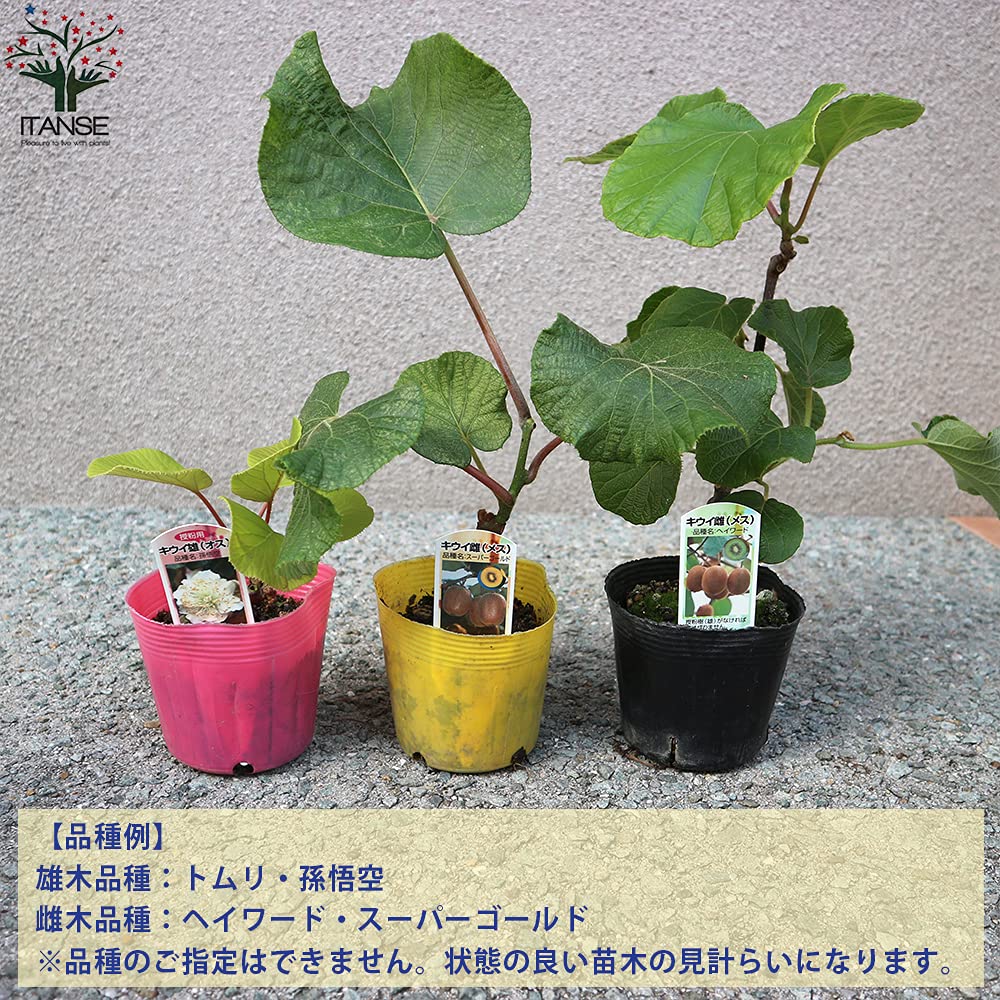 Amazon.co.jp: ITANSE キウイの苗木 雌雄セット 10.5cmポット 3