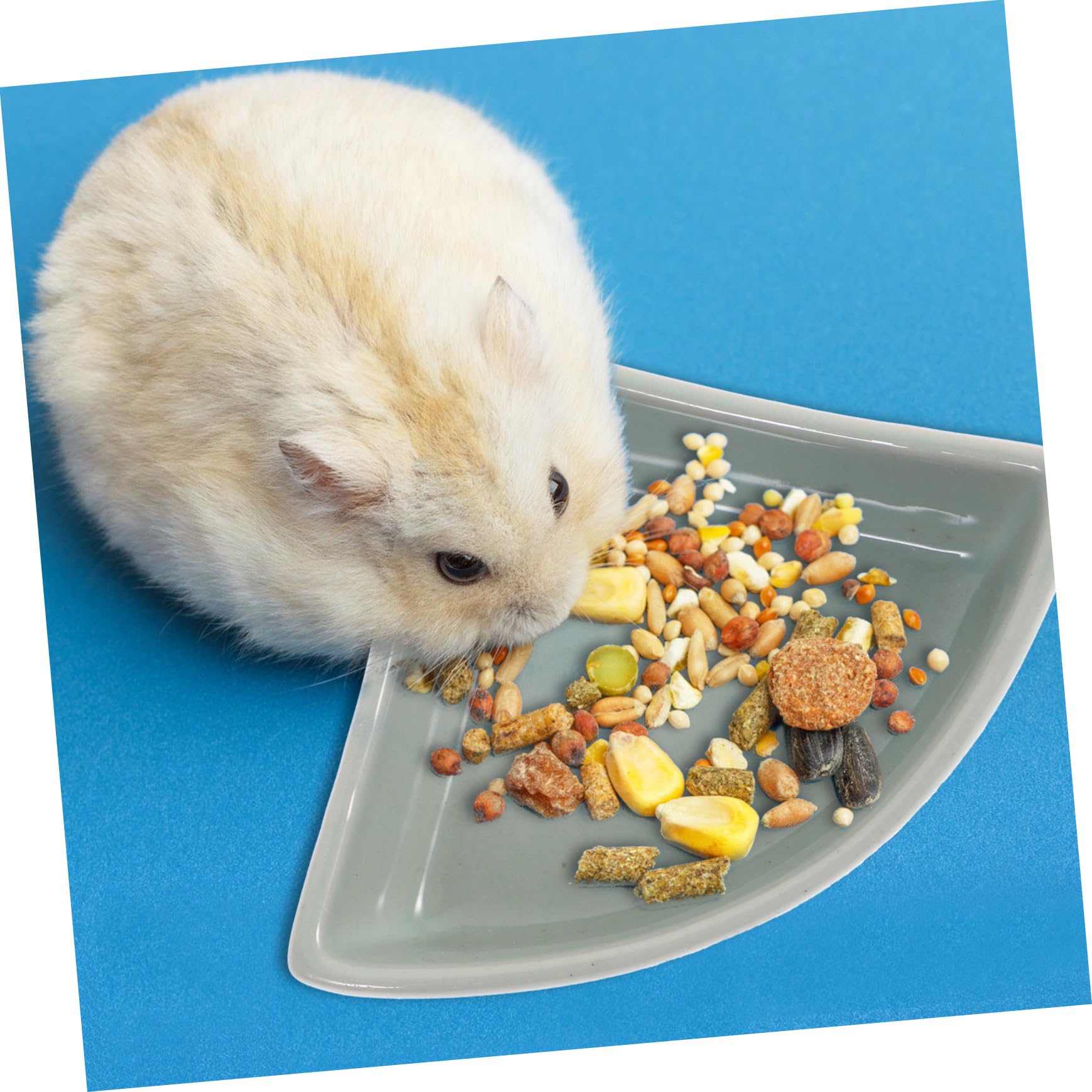 Hemobllo 1pezzi Ciotola in Ceramica Per Cibo Per Criceti Ricci e Volanti Ciotola Per Cibo Resistente Alla Masticazione Base Pesante Per Piccoli Animali Domestici
