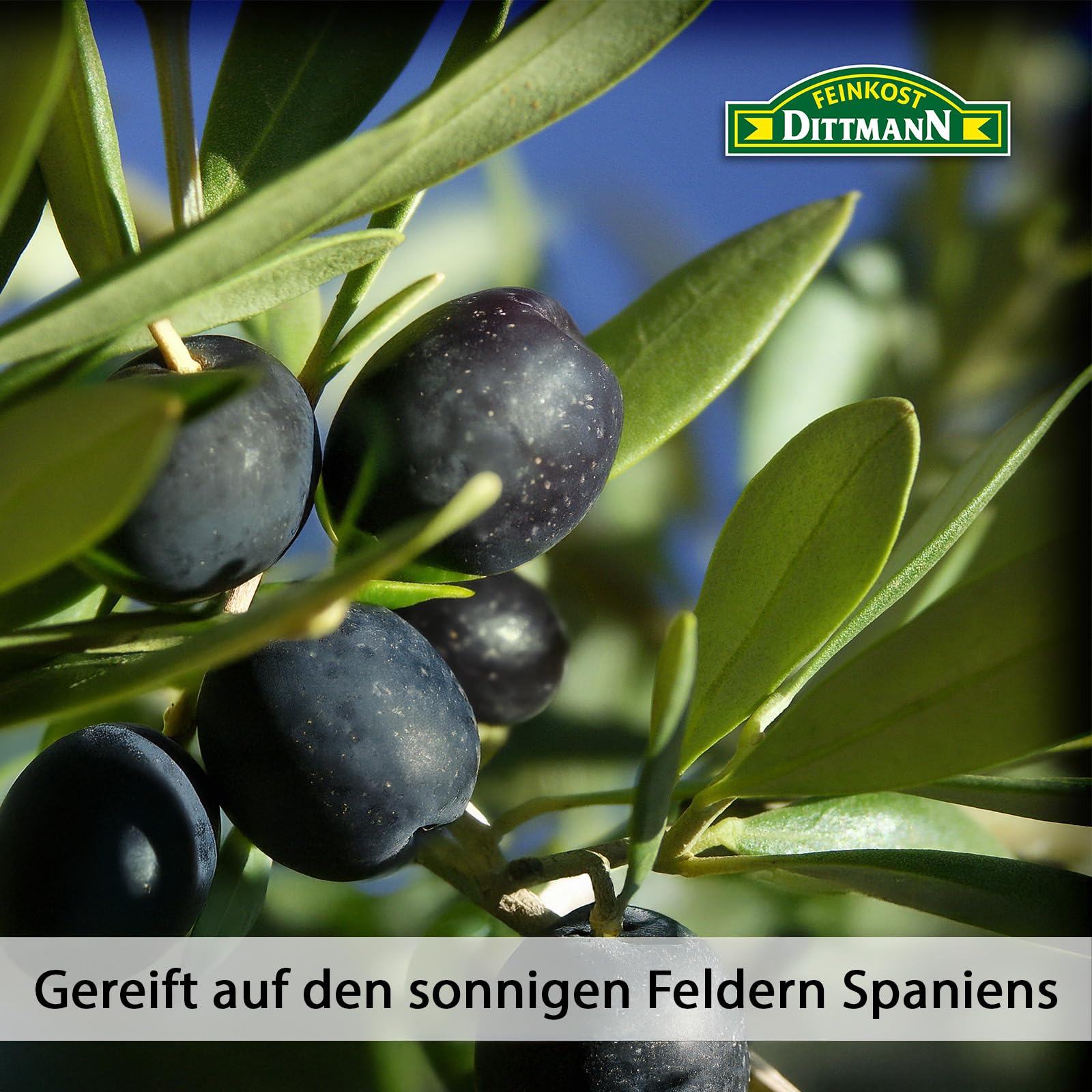 Feinkost Dittmann Naturgereifte Oliven Schwarz Facon Greque mit Steinn 250g | Wiederverschließbarer Standbeutel, 10er Pack - Trocken eingelegte Schwarze Olivenfrucht - Ideal für Tapas, als Snack uvm.
