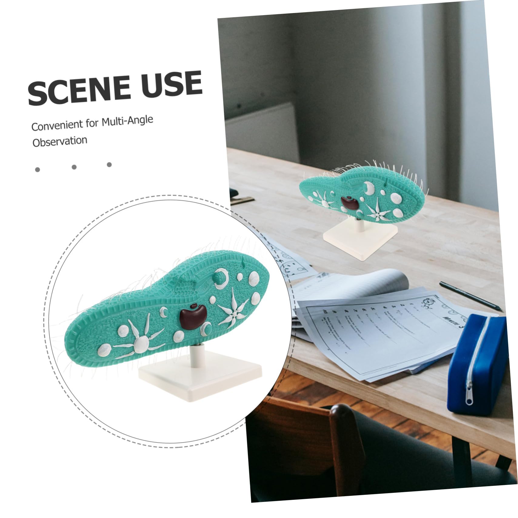 FRCOLOR Paramecio per Laboratorio Scientifico di Biologia Cellulare con Struttura Didattica per Insegnamento in Classe e Studio Personale