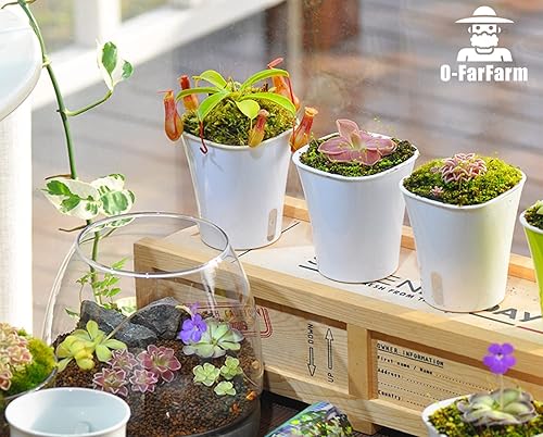 Miniatura 7 de O-FarFarm Mezcla de suelo para plantas carnívoras de 1 cuarto de galón, mezcla de perlita de musgo de turba Sphagnum 11, suelo carnívoro para