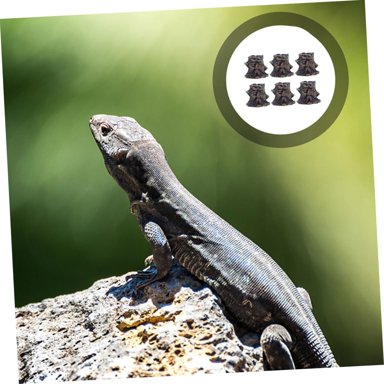 VANZACK 12piezas Tazón De Alimentación para Reptiles De Comida y Agua Accesorios para Terrario para Tortuga y Material De