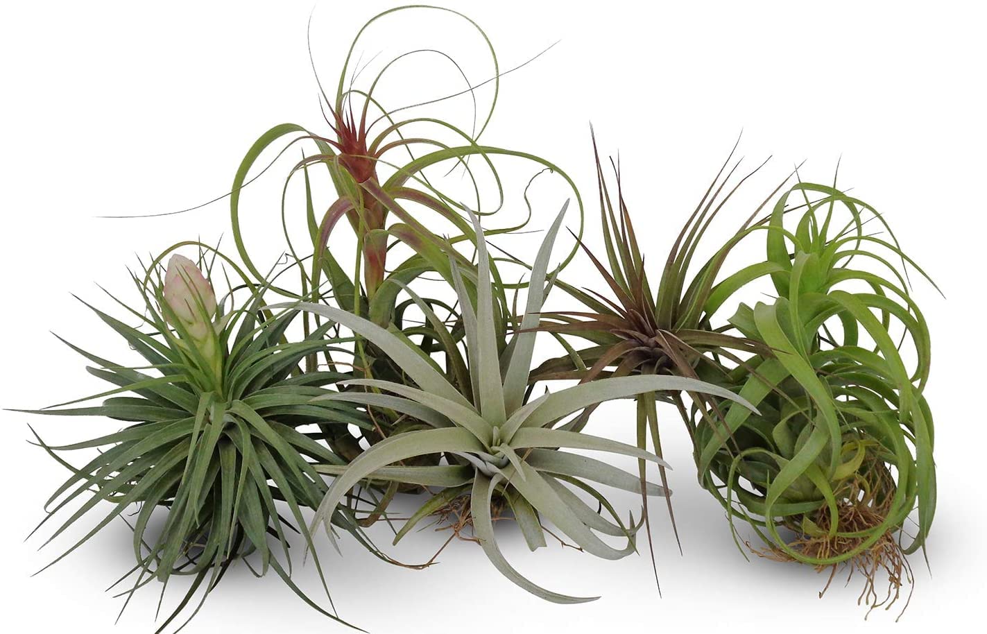 Bonsais Naturales Interior Set De 5 Plantas Aéreas Tillandsia - Decoración Natural Sin Tierra Plantas Aromaticas