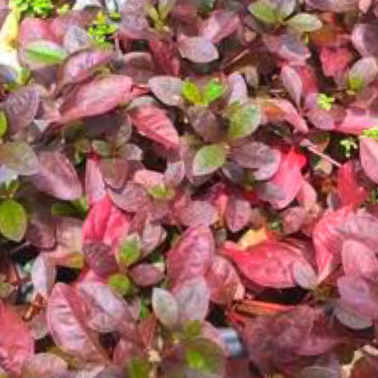 Ponnanganni Cheera, Dwarf Copperleaf Spinach Two Healty