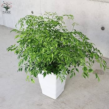 71-ELCACNtL._AC_UF350, 71-ELCACNtL._AC_UF350,