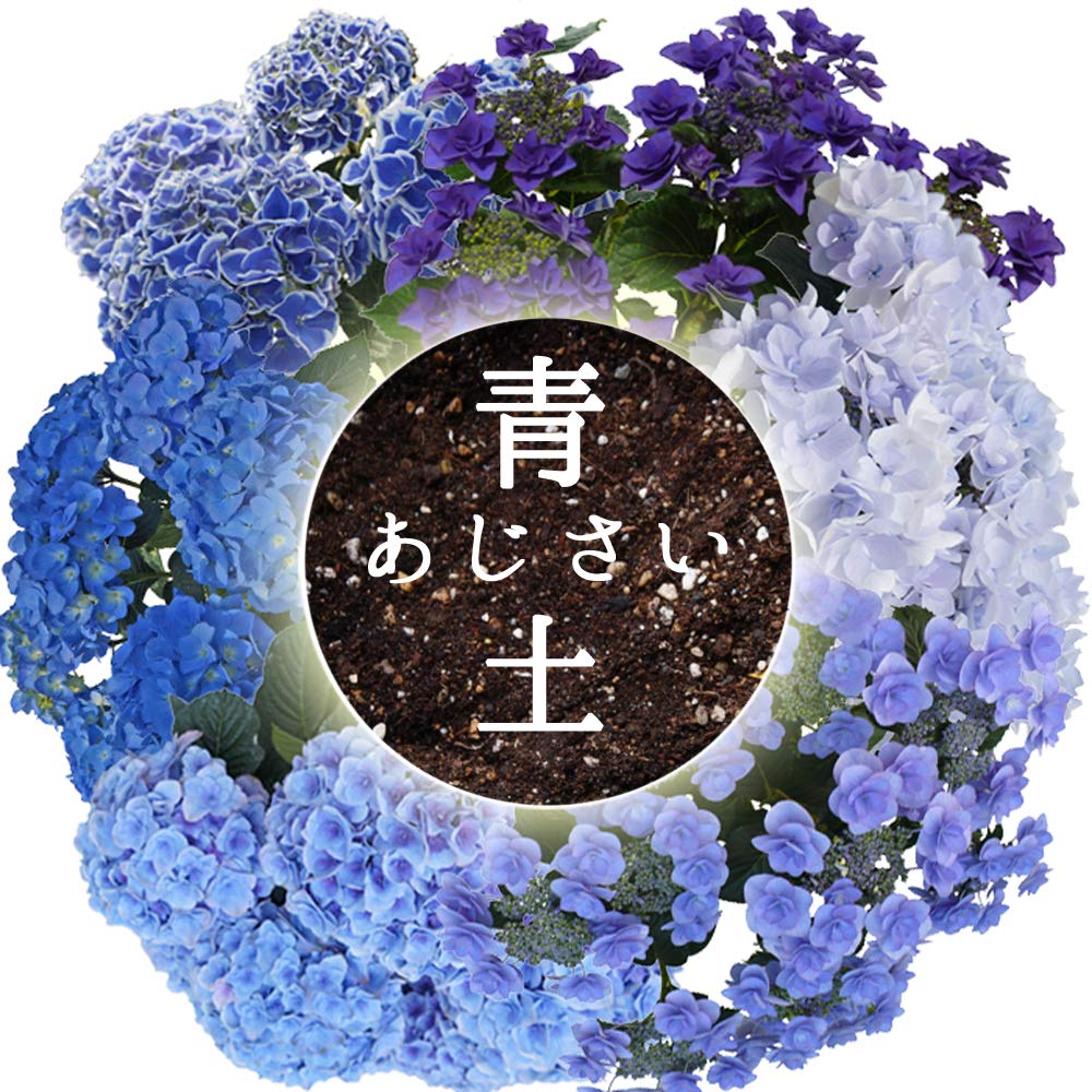青色アジサイ スズキ農園オリジナル品種アジサイ ネイビーブルー開花保証の