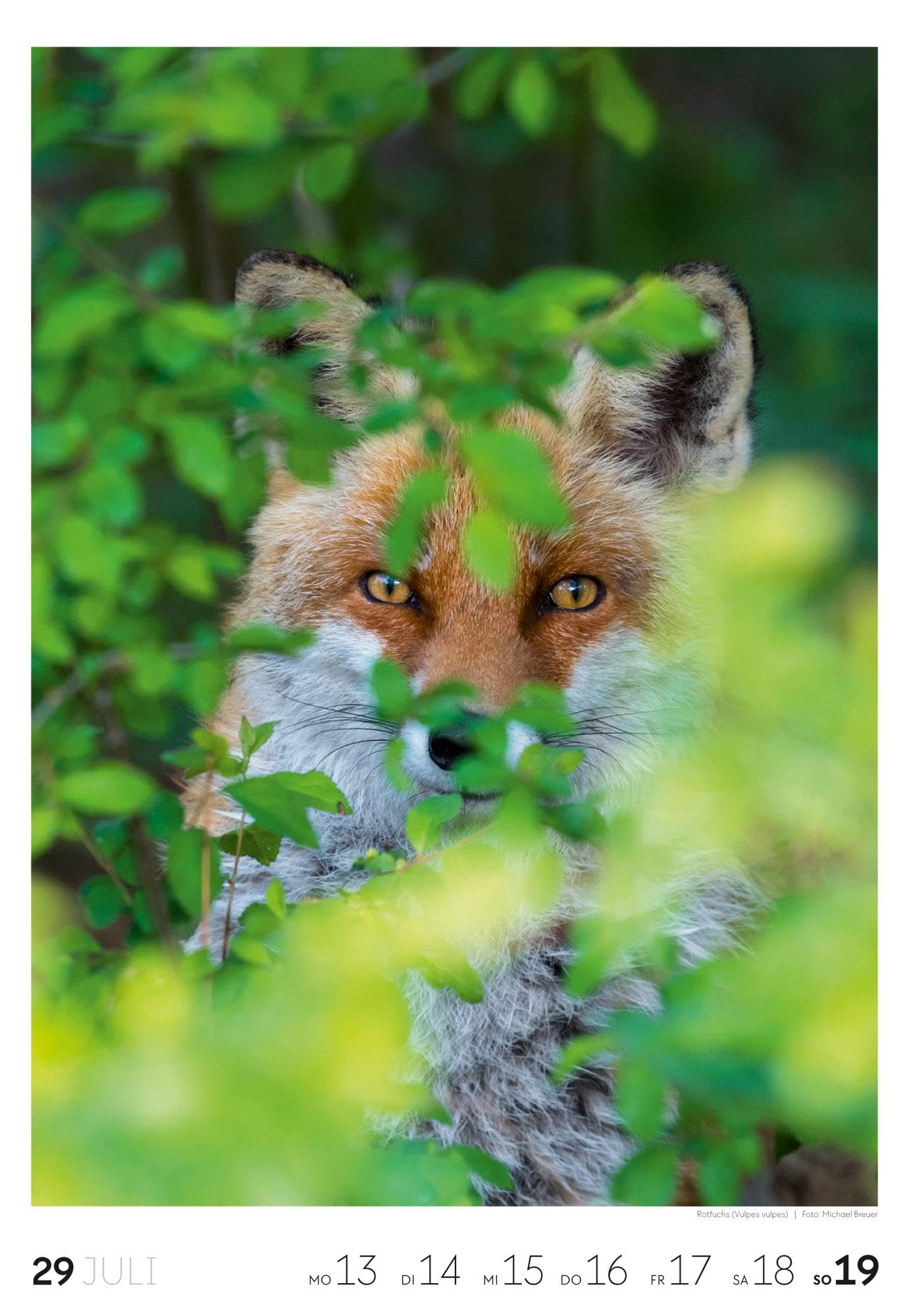 Natur Wochenkalender 2026 | Natur-Kalender mit 53 großformatigen Bildern im Hochformat (29x42 cm) | Heimische Flora und Fauna