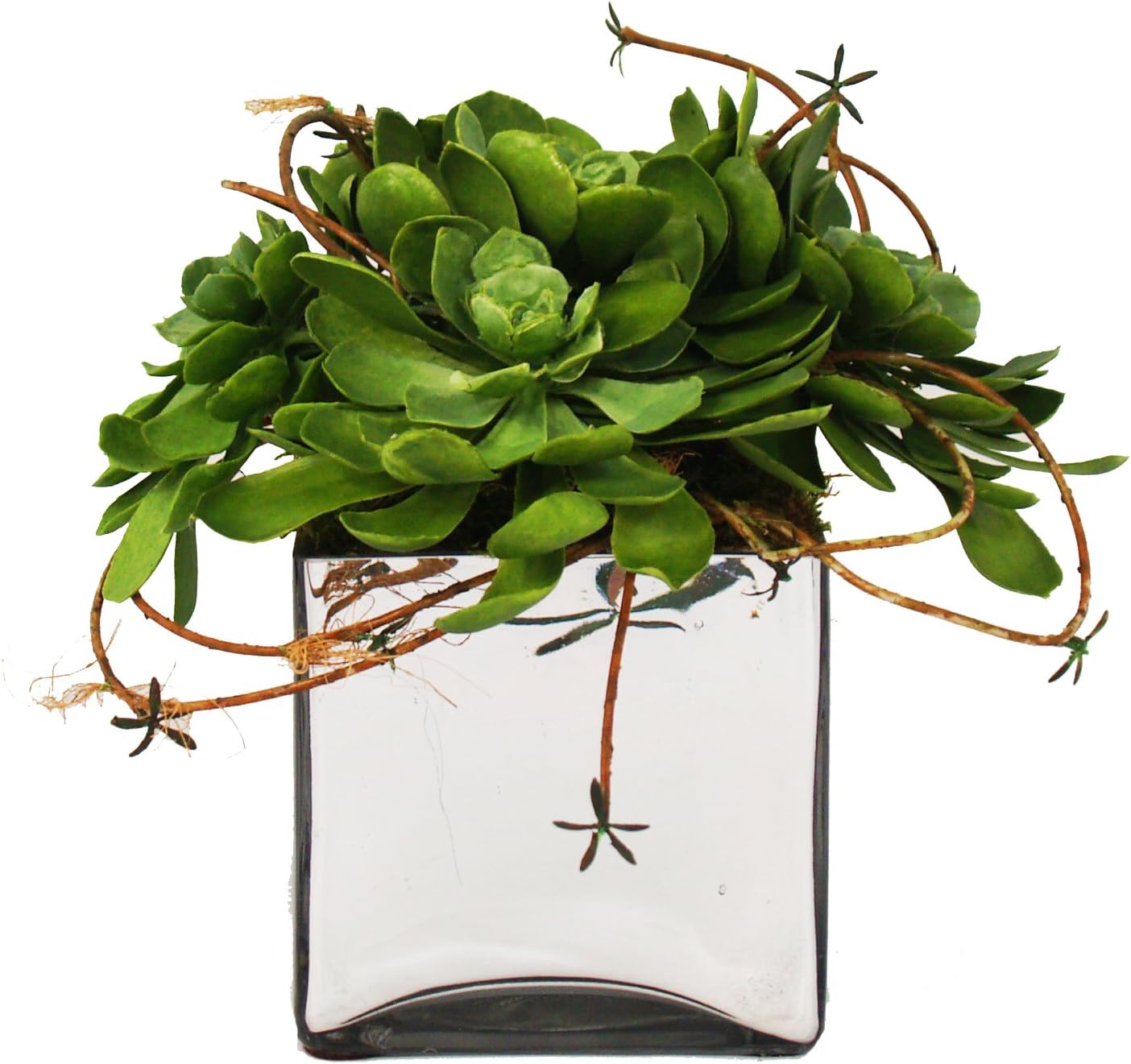 Creative Displays Echeveria Cactus with Vine in Silver Pot