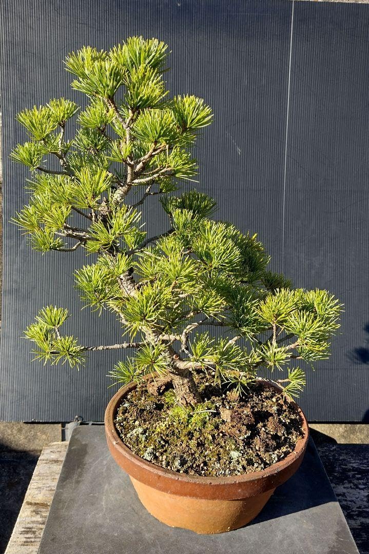 Rogers Smith & Co.】ナッツピック / フルーツピック 12本