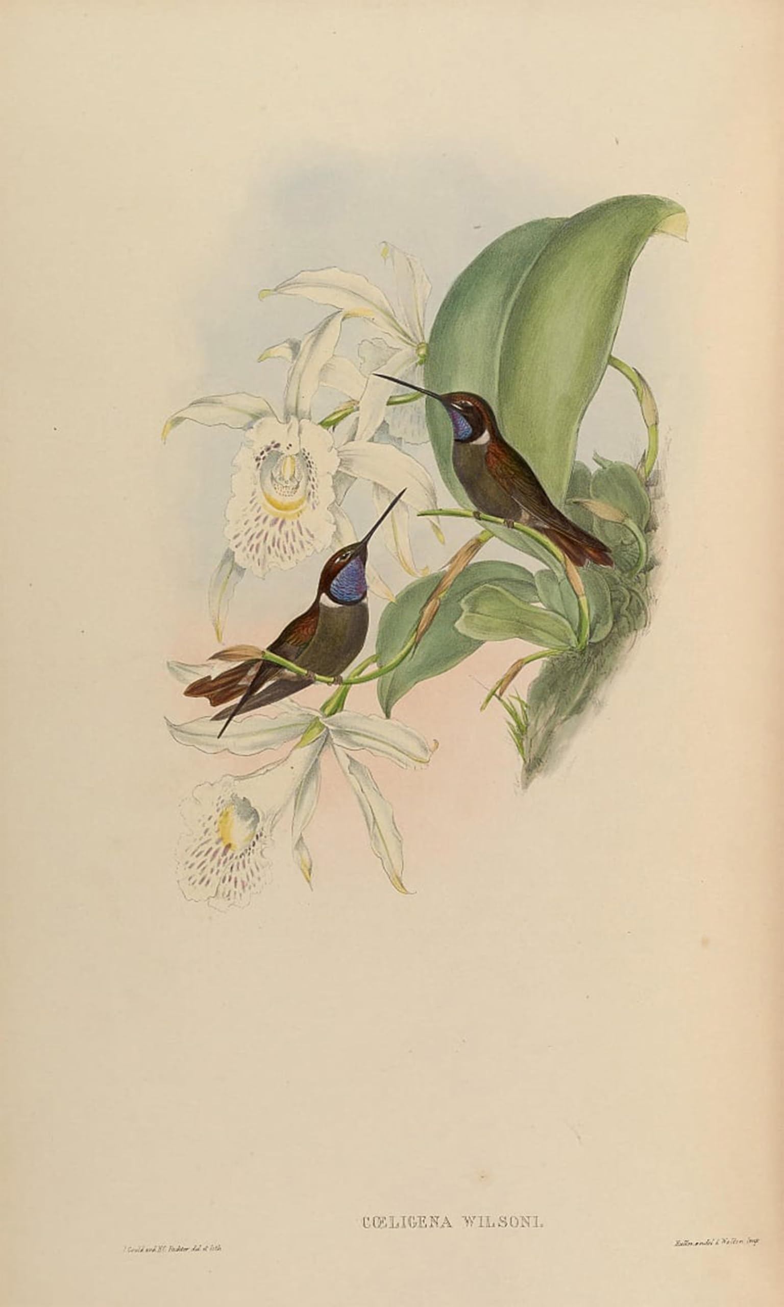 POSTERIIk Famous Animal Posters Vintage Picture Animal Bird Coeligena Wilsoni by John Gould Modern Wall Decor for Home Decor 60x90cm