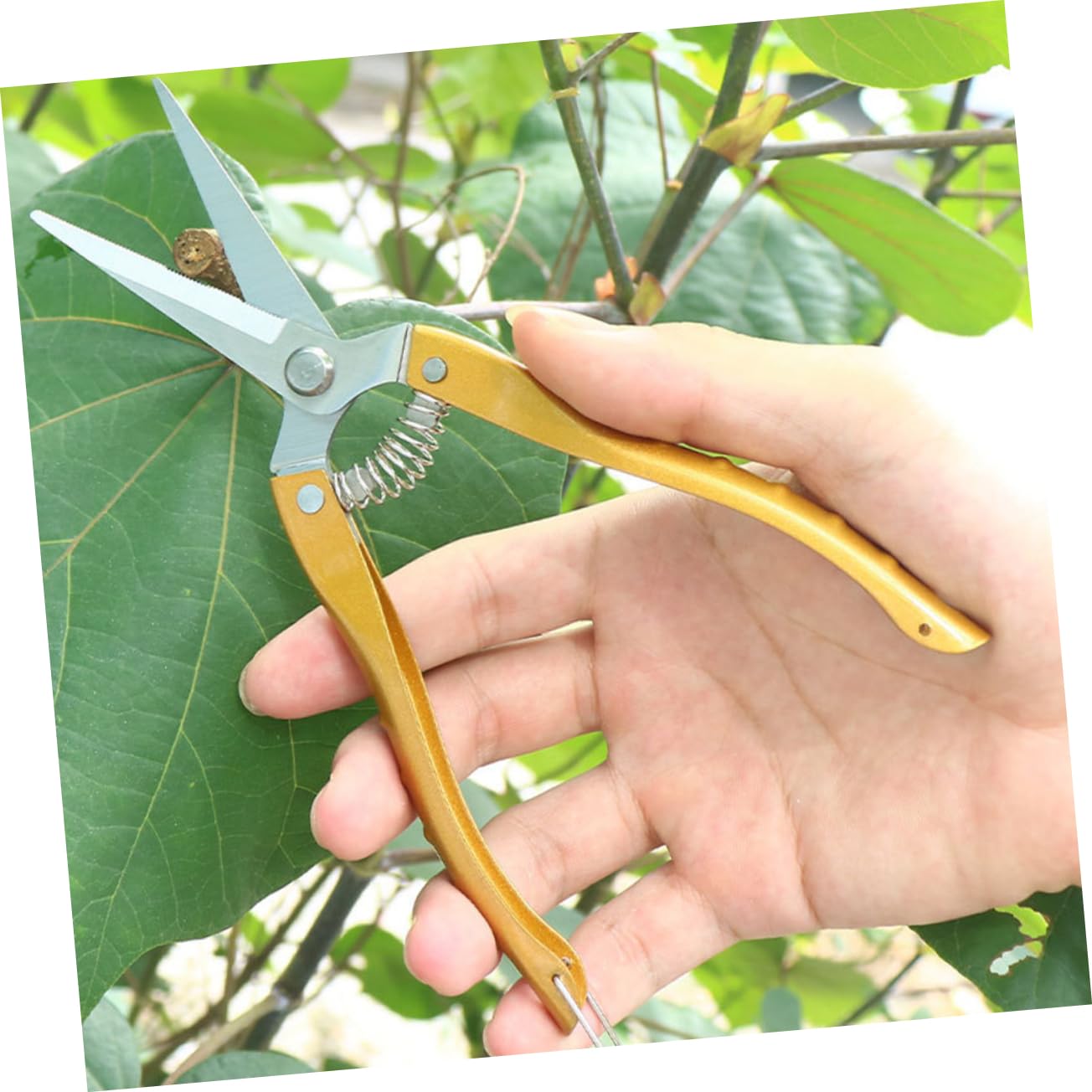 jojofuny 20stücke Garten-schneidewerkzeug Aus Edelstahl Präzise Pflanzenschneider Für Obst Und Gemüse Rutschfester Griff Leicht Und Langlebig Für Gartenarbeit Und
