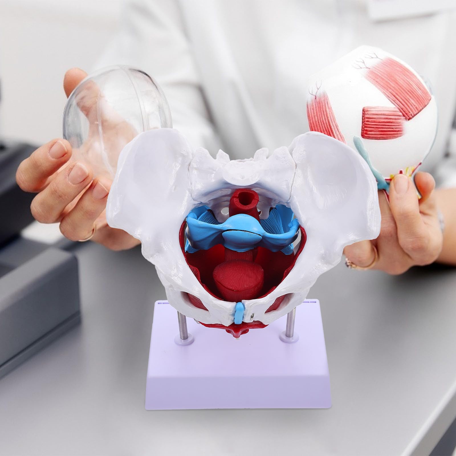 Alasum Design Anatomico in Separabile Portatile per Insegnamento Scuola per Educazione Scientifica Professionale