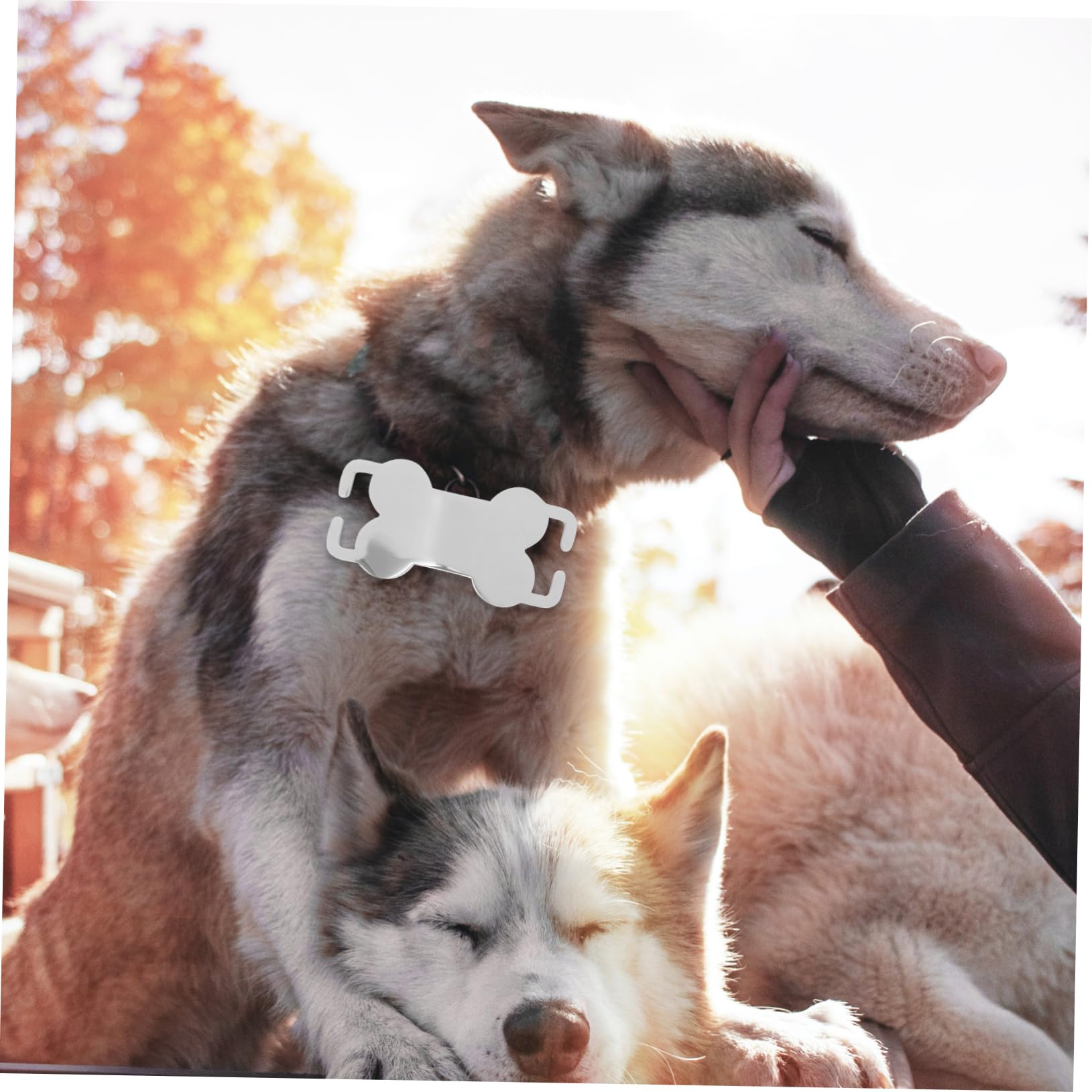 INOOMP 30pièces Plaques Identification Acier pour Chiens Et Médailles Personnalisées Légères à Graver avec Nom Téléphone Et Adresse Accessoires Animaux