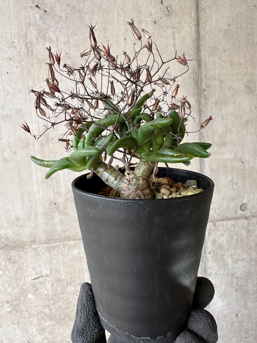 Amazon｜【現品限り】チレコドン・レティキュラーツス 万物想