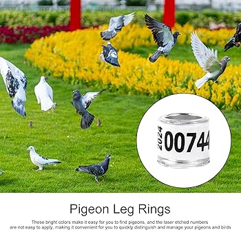 Amazon | 2025 鳩の足リング、鳥の足リング - 安全な鳩用品
