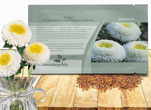 Outsidepride 2000 semillas anuales Callistephus White Tall Pompon Aster Semillas de flores para plantar